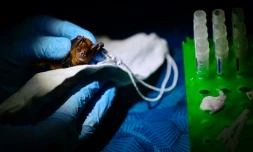 Le vétérinaire Omar Garcia prélève le sang d'une chauve-souris dans le Yucatan (sud-est du Mexique) le 29 mars 2023 dans le cadre d'une étude sur la prévention des zoonoses