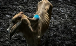 Une vache au marché aux bestiaux de Sensuntepeque, dans le département de Cabañas, au Salvador, le 1er octobre 2026