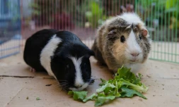 Emi (gauche) et Ally (droite) mangent de la laitue Ă San Diego, en Californie, le 21 avril 2020