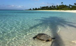 Photographie diffusée le 12 septembre d'une tortue sur une plage de l'îlot de Tetiaroa, en Polynésie française dans l'océan Pacifique, ayant appartenu à Marlon Brando