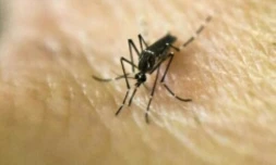 Des habitants de Miami se demandent si le pesticide pour détruire les moustiques qui transmettent le virus Zika n'est pas pire que le mal