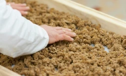 "L'Atelier à pâtes" fabrique des produits à base de farine d'insectes, le 8 février 2016 à Thiefosse en France