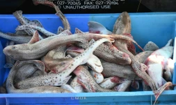 Des dizaines de bateaux s'apprĂȘtent Ă bloquer l'entrĂ©e de ferries venant de Grande-Bretagne dans trois ports de la Manche française: Saint-Malo la bretonne, Ouistreham la normande puis Calais la gardienne du Nord