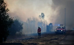 La forêt brûlée par un incendie près du village de Pucarica (Abrantes), le 10 août 2017