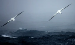 Les biologistes de la réserve naturelle américaine des Iles Midway dans le Pacifique ont observé l'albatros de laysan, appelée Wisdom, retourner pondre début décembre. C'est l'oiseau marin sauvage le plus âgé à concevoir, à au moins 66 ans