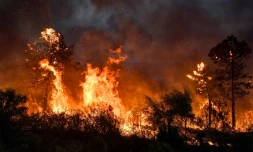 Un incendie de forĂȘt prĂšs de Melloula, dans le nord-ouest de la Tunisie, prĂšs de la frontiĂšre avec l'AlgĂ©rie, le 24 juillet 2023