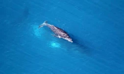 Baleine au large de la baie de Saint-Paul