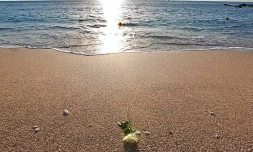 Mercredi 21 Septembre 20011
Hommage Ă Mathieu Schiller sur la plage de Boucan Canot