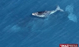 Baleines (photo d'archives)