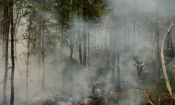 Un pompier lutte contre un incendie dans la forêt de Fontainebleau, à Noisy-sur-École, le 14 juillet 2026 en Seine-et-Marne
