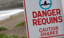 Une signalétique contre les requins