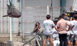 Jeudi 29 Septembre 2011

Capture d'un requin bouledogue