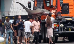 Jeudi 29 Septembre 2011

Capture d'un requin bouledogue