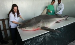 Jeudi 29 Septembre 2011
Capture d'un requin bouledogue