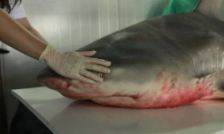 Jeudi 29 Septembre 2011

Capture d'un requin bouledogue