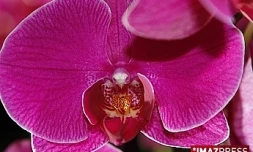 Fleurs (photo d'archives)