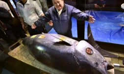 Kiyoshi Kimura, patron d'une chaîne de restaurants au Japon, présente le thon rouge qu'il a acheté à un prix record de 2,7 millions d'euros à Tokyo, le 5 janvier 2019