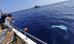 Lundi 24 Octobre 2011
Marquage de requin sur la cĂŽte ouest (photo pool/Emmanuel Grondin)