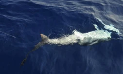 Lundi 24 Octobre 2011

Marquage de requin sur la côte ouest (photo pool/Emmanuel Grondin)