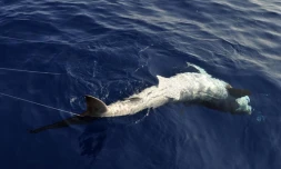 Lundi 24 Octobre 2011
Marquage de requin sur la cĂŽte ouest (photo pool/Emmanuel Grondin)
