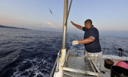 Lundi 24 Octobre 2011
Marquage de requin sur la cĂ´te ouest (photo pool/Emmanuel Grondin)