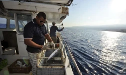 Lundi 24 Octobre 2011
Marquage de requin sur la côte ouest (photo pool/Emmanuel Grondin)