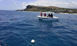 Lundi 24 Octobre 2011
Marquage de requin sur la cĂ´te ouest (photo pool/Emmanuel Grondin)