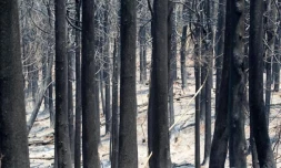 Lundi 31 Octobre 2011

Feux au Maïdo