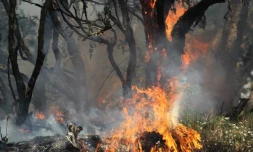 Lundi 31 Octobre 2011

Feux au Maïdo