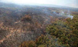 Dimanche 6 Novembre 2011
Feux au Maïdo