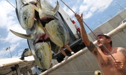 Jeudi 10 Novembre 2011
Pêche de daurades coryphène