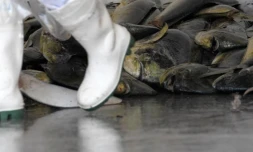 Jeudi 10 Novembre 2011

Pêche de daurades coryphène