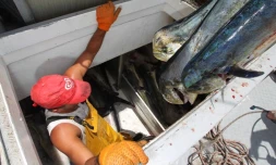 Jeudi 10 Novembre 2011
Pêche de daurades coryphène