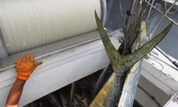 Jeudi 10 Novembre 2011
Pêche de daurades coryphène