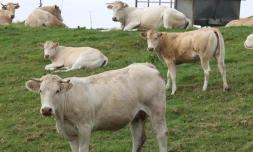 Vache dans les champs