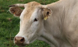 Vache dans les champs