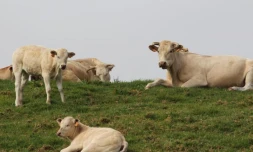 Vache dans les champs