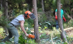 Ouvriers de l'office national des forêts