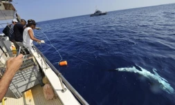 Lundi 24 Octobre 2011

Marquage de requin sur la côte ouest (photo pool/Emmanuel Grondin)