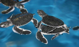 Les bébés tortues avant d'être relâchées sur la plage (photo S. Ciccione)