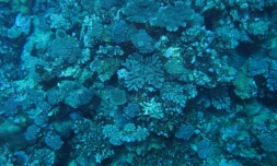 Expédition du projet Biolave (photo ARVAM)