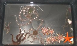 Expédition du projet Biolave (photo ARVAM)