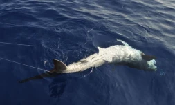 Lundi 24 Octobre 2011

Marquage de requin sur la côte ouest (photo pool/Emmanuel Grondin)