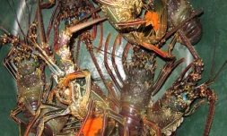 Langoustes (photo D.R)