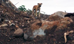 Les chiens abandonnés en période de fin d'année dépendent entièrement de la bonté de ceux qui les trouvent