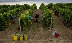 Vendanges au vignoble Olvio Nuvo, dans la région de Mikolaïv, le 3 septembre 2022 en Ukraine
