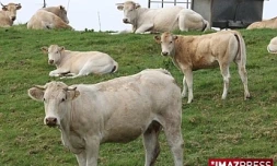 Le nouveau site TéléPAC pour la gestion des aides animaux des agriculteurs (photo archive imazpress)