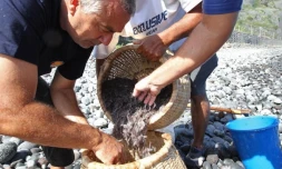 Mardi 17 Janvier 2012

Pêche Bichique à Saint-Denis