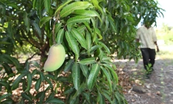 Verger de manguiers dans l'ouest