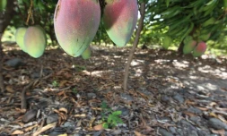 Verger de manguiers dans l'ouest